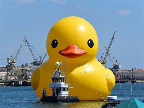 Ontario Giant Rubber Duck Is Counterfeit, Says Artist Who Created Other Giant Rubber Duck : The ...