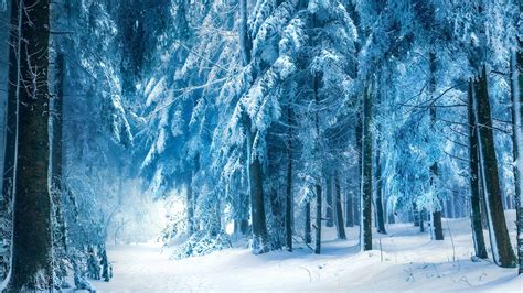 Dark Snowy Forest Wallpapers - Top Free Dark Snowy Forest Backgrounds - WallpaperAccess