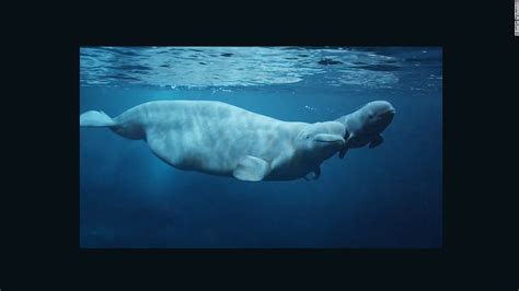 Baby beluga whale born at Georgia Aquarium - CNN Video