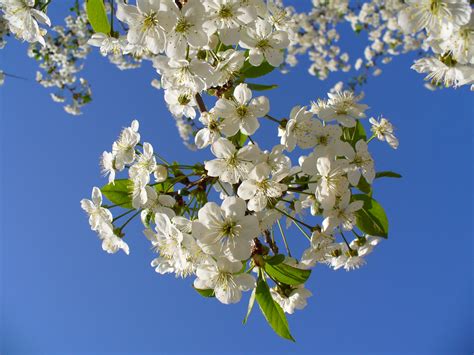 File:Cherry tree blossom 2007 G1.JPG