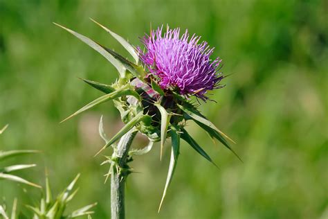 Thistle - Wikipedia