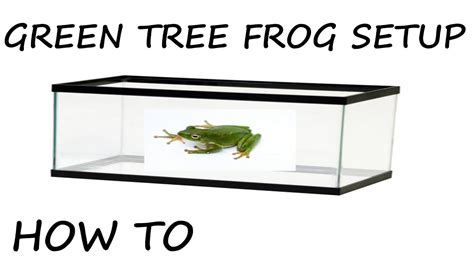 How to Setup a Green Tree Frog Enclosure - YouTube