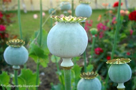 Opium Poppy Plant, Flowers and Seed Pods | Nature, Cultural, and Travel Photography Blog