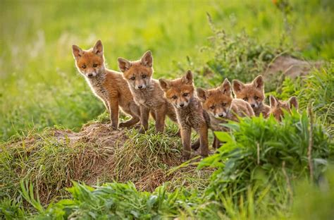 What Eat Foxes? - 13 Predators of a Fox