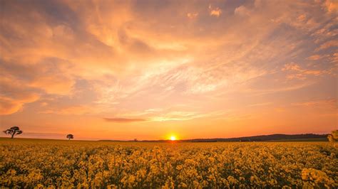 Sunset and night sky in a canola flower field - YouTube