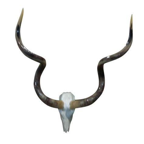 Kudu Skull with Polished Horns | Chairish