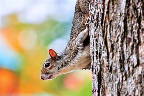 Rainbow squirrel wallpaper | animals | Wallpaper Better