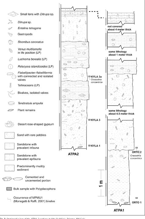 [PDF] Notes on fossil chitons. 4. Polyplacophora from the Pliocene of Altavilla (NW Sicily ...