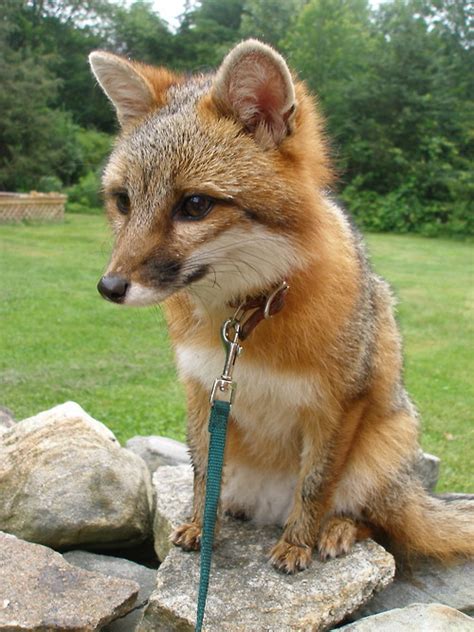 Vulpes Vulpes | Pet Fox