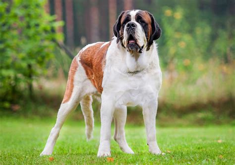 Saint Bernard | Description, Characteristics, Temperament, Life Span, & Facts | Britannica