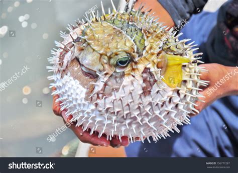 Inflated Puffer Fish Stock Photo 156777287 - Shutterstock