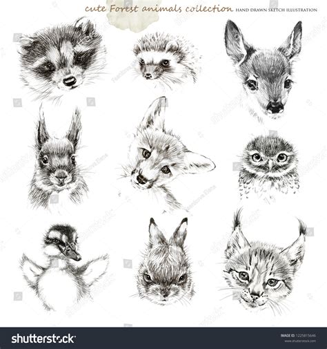 Pencil Drawing Fox: Over 2,154 Royalty-Free Licensable Stock Illustrations & Drawings | Shutterstock