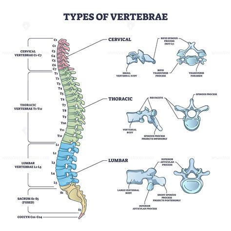 Types of vertebrae and cervical, thoracic and lumbar division outline diagram | Thoracic ...