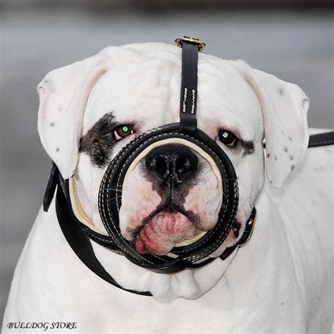 47+ Muzzle For American Bulldog Photo - Bleumoonproductions