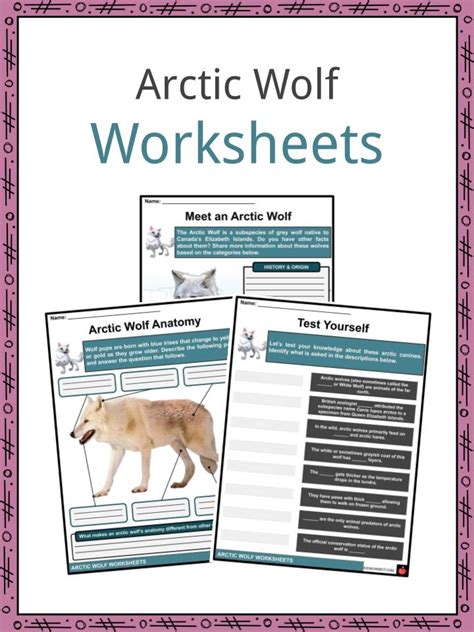 Arctic Wolf Facts, Worksheets, Etymology & Taxonomy For Kids