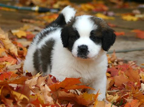 File:St. Bernard puppy.jpg - Wikipedia