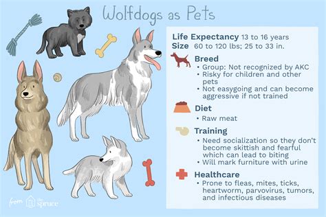 How Much Does A Wolf Puppy Cost / Texas Wolfdog Project Owning A Wolfdog : This is more ...