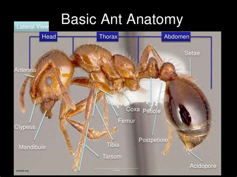 Pin su Ant Anatomy