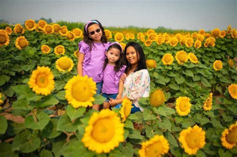 Sunflower Festival 2023