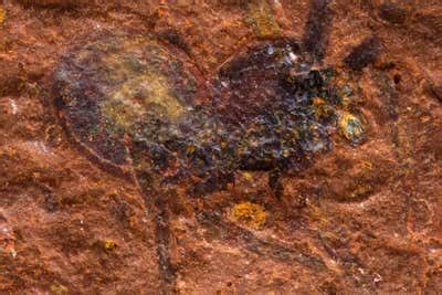 Exquisite spider fossils from Australia offer clues to their evolution ...