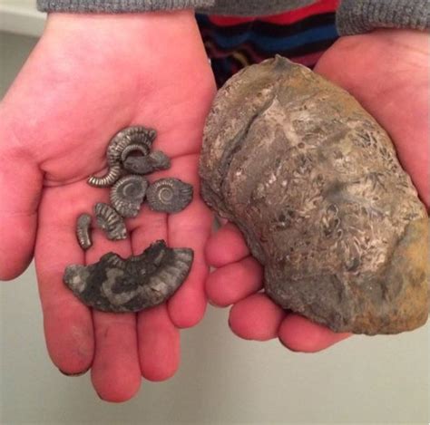 Fossils galore at Charmouth on Jurassic Coast after cliff fall - Market Business News