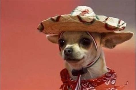 14 Funny Chihuahua Memes That Will Make You Laugh! - PetPress