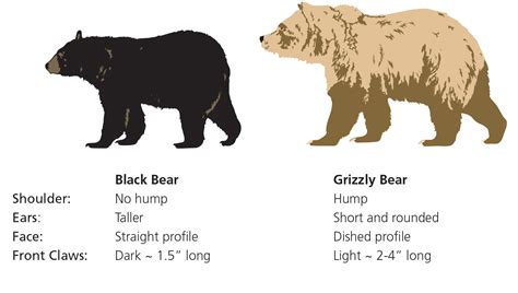 Swiss-sharepoint: Grizzly Vs Polar Bear Coloring Pages