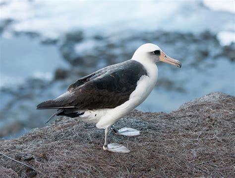 A Laysan Albatross, Kauai, Hawaii, Usa Photograph by Alasdair Turner ...