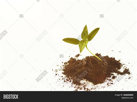 Pumpkin Seedlings Image & Photo (Free Trial) | Bigstock