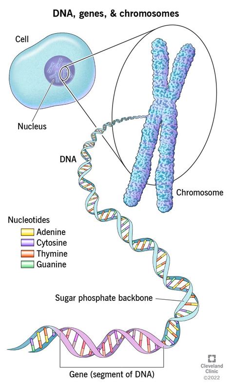 DNA vs Genes vs Chromosomes: An Overview