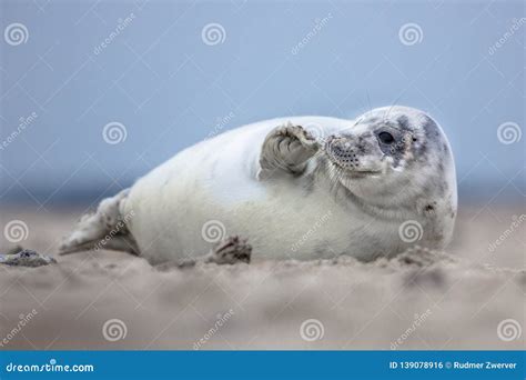 Lovely baby harbor seal stock photo. Image of closeup - 139078916