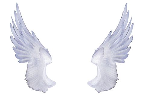 Clip art - Angel Wings Png png download - 1305*870 - Free Transparent Photography png Download ...