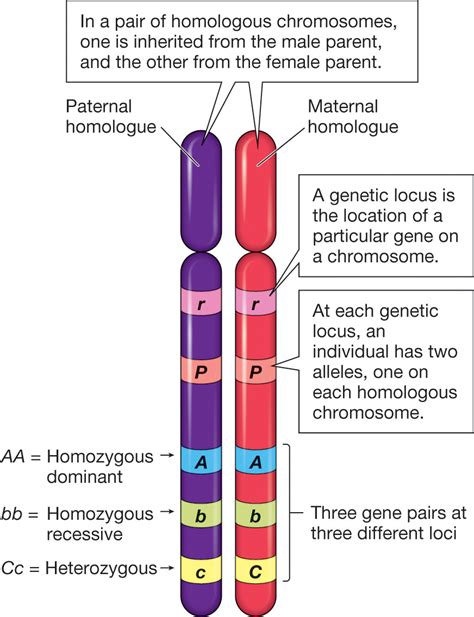 genetics - What are homologous chromosomes? - Biology Stack Exchange