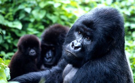 Mountain gorilla families in Virunga national park Congo | Gorilla Family