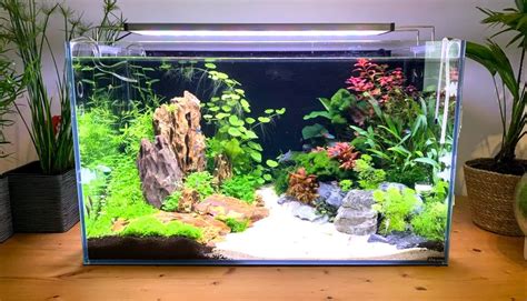 8 Easy Steps for Setting Up an Aquarium at Home