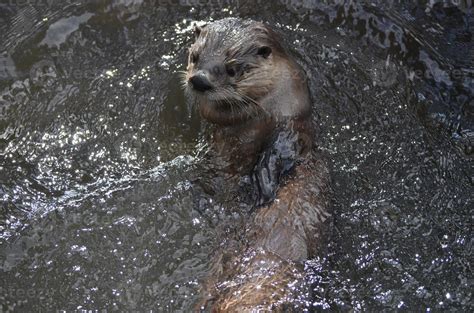 River Otter Swimming On His Back in a River 11896960 Stock Photo at Vecteezy