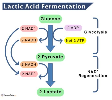 Lactic Acid Fermentation - Definition, Process, Equation, & Examples