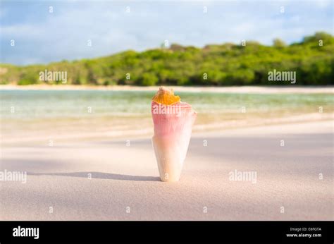 Broken conch shell on beach at half moon bay hi-res stock photography and images - Alamy