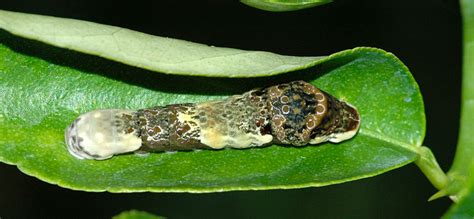 Brown Caterpillar Identification Guide With Photos - Owlcation