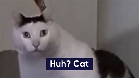 Who Is The 'Huh Cat?' The Meme And Viral TikTok Video Of A Confused Cat Explained | Know Your Meme