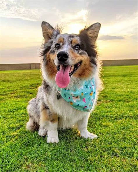 Australian Shepherd Corgi Mix : r/Incorgnito