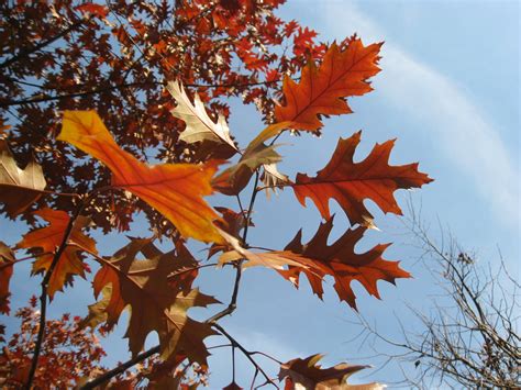 Autumn Maple Leaves Free Stock Photo - Public Domain Pictures