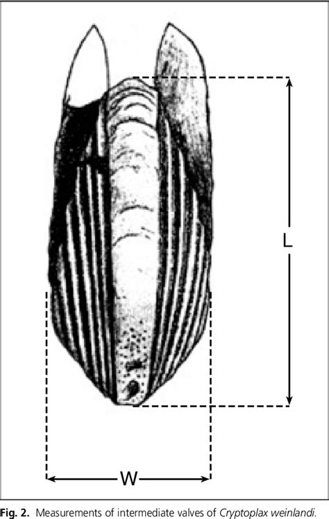 Figure 1 from Notes on fossil chitons. 2. Polyplacophora from the Middle Miocene of Lapugiu ...