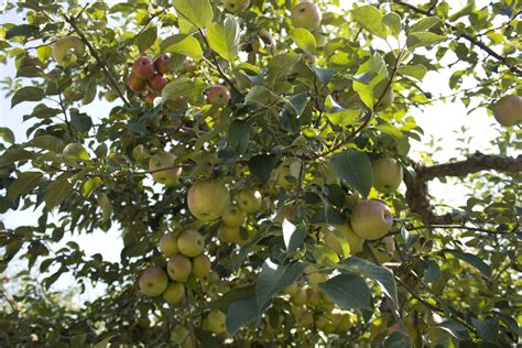 Apple Orchard Photoshoot - Soul Flower Blog