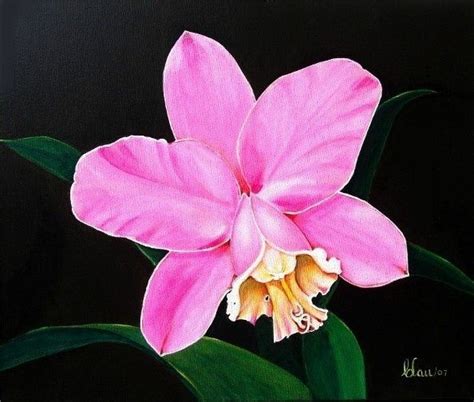 Ideas For Cattleya Orchid Flower Meaning 20+