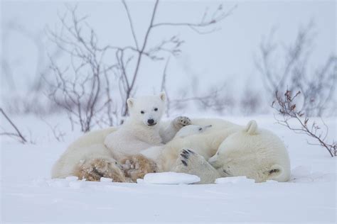 Polar bear Newborn Cubs 2 - Arctic Wildlife Photography, Polar Bear Images