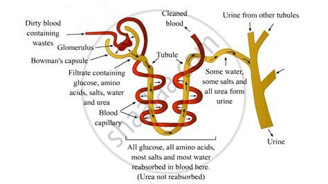 Describe the Mechanism of Urine Formation in Human Excretory System. Draw a Labelled Diagram to ...