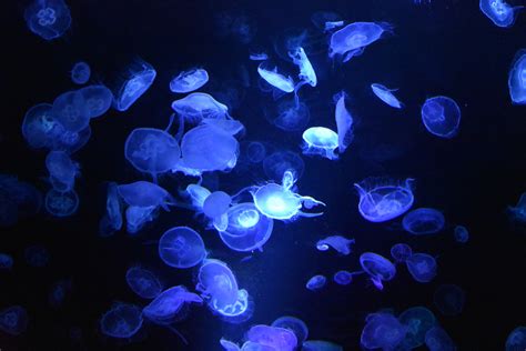 Blue Jellyfishes Underwater Photography 5k Wallpaper,HD Animals Wallpapers,4k Wallpapers,Images ...