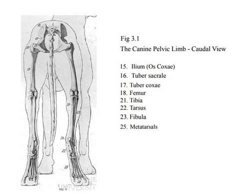 Dog Dorsal Recumbent Position