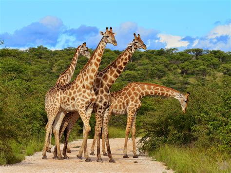 Kenya Wildlife Safari | Private Tour| Enchanting Travels